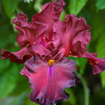 Twice as Nice Reblooming Iris Collection