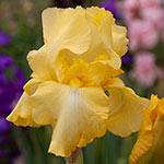 Twice as Nice Reblooming Iris Collection