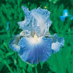 Twice as Nice Reblooming Iris Collection