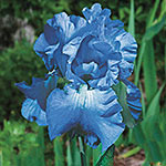 Reblooming Bearded Iris Collection