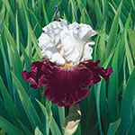 Reblooming Bearded Iris Collection