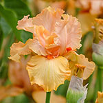 Breck's® Rainbow Iris Collection