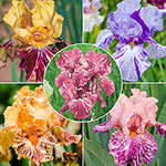 Breck's® Renowned Batik Iris Collection