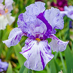 Breck's® Renowned Batik Iris Collection