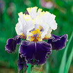 Breck's® Showtime Bearded Iris Collection