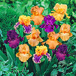 Twilight Splendour Bearded Iris Mixture