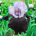 Aello Bearded Iris