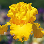 Garden Time Bearded Iris