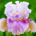 Pickathon Bearded Iris