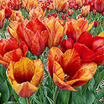 Jack Flash™ Tulip
