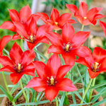 Linifolia Tulip