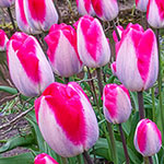 Pink Cloud Tulip
