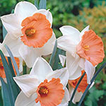 Award-Winning Daffodil Collection