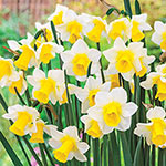 Award-Winning Daffodil Collection