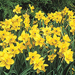 Best Daffodils for Naturalizing Collection