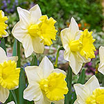 Trumpet Daffodil Collection