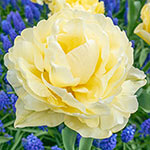 WOW!® Peony-Flowering Tulip Collection