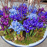 Blue Jubilee Dwarf Iris Mixture
