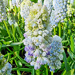 Double Beauty Grape Hyacinth