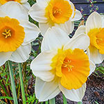 Warm Embrace Daffodil
