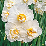 Fragrant Gardenia Daffodil