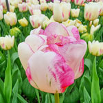 Double Shake Tulip