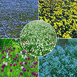 Naturalizing Bulb Lawn Collection