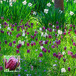 Naturalizing Bulb Lawn Collection