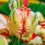WOW!® Parrot Tulip Collection