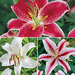 Lily Collections