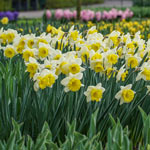 Goblet Daffodil