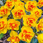 Sizzling Fire Daffodil