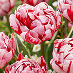 Carnaval Sweet Tulip 