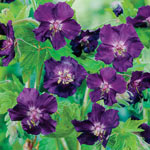 Everblooming Hardy Geranium Collection