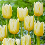Lemon Beauty Tulip