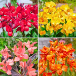Tropical Dwarf Canna Collection