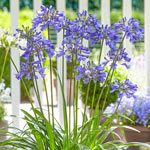 Everpanthus Agapanthus Collection