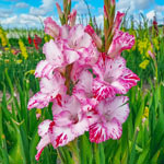 Festival of Colors Gladiolus Collection