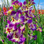 Circus Color Gladiolus