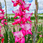 Milkshake Gladiolus
