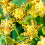 Breck's® Toad Lily Collection
