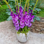 Half-Height Gladiolus Collection