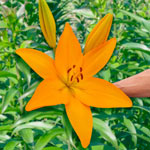 Sunny Day Lily