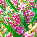 Rainbow Road UltraDouble™ Hyacinth