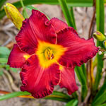 Another Brick in the Wall Reblooming Daylily