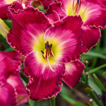 Blood Sweat and Tears Reblooming Daylily