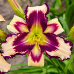 Inscribed on My Heart Reblooming Daylily