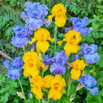Buttercup Skies Bearded Iris Mixture