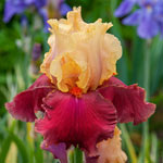 Showtime Bearded Iris Collection