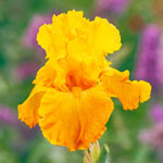 Showtime Bearded Iris Collection